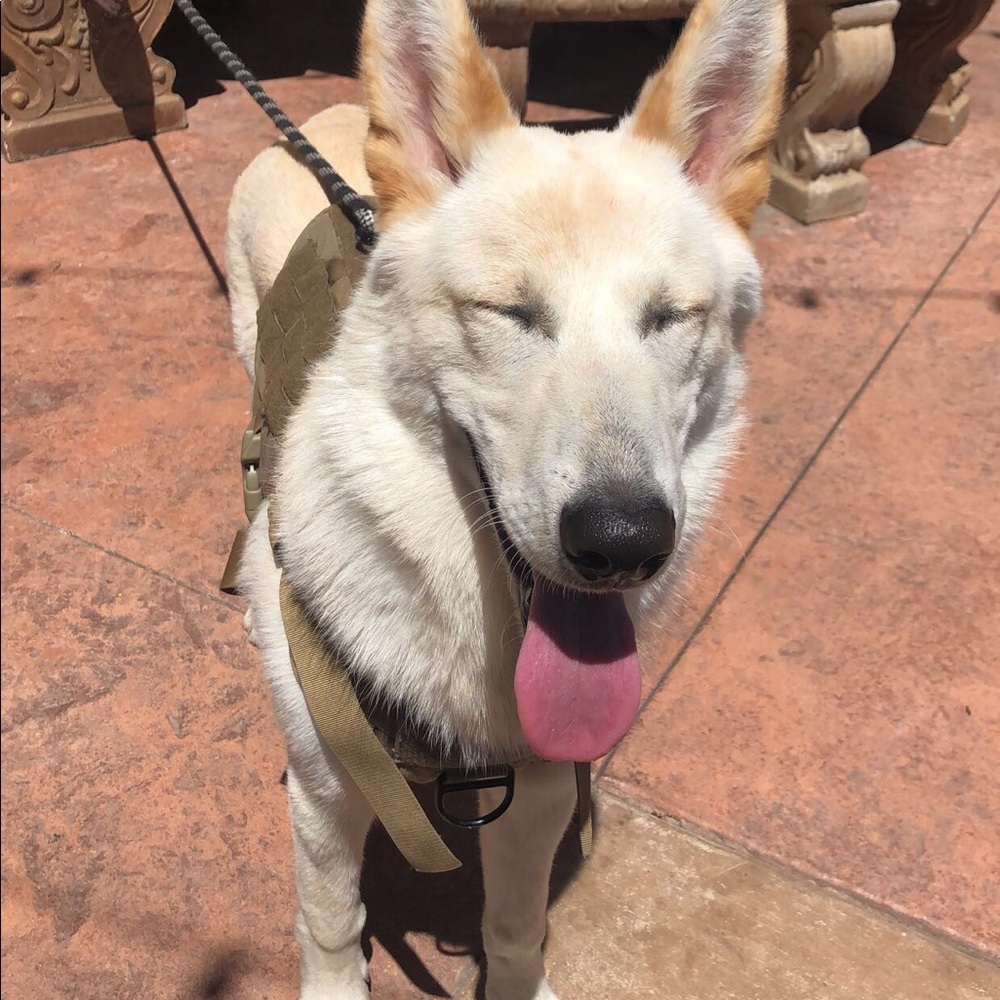 Meet Lukka !